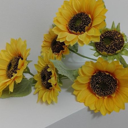 Girasole Grazioli 47 Acomodação com café da manhã Trento Exterior foto