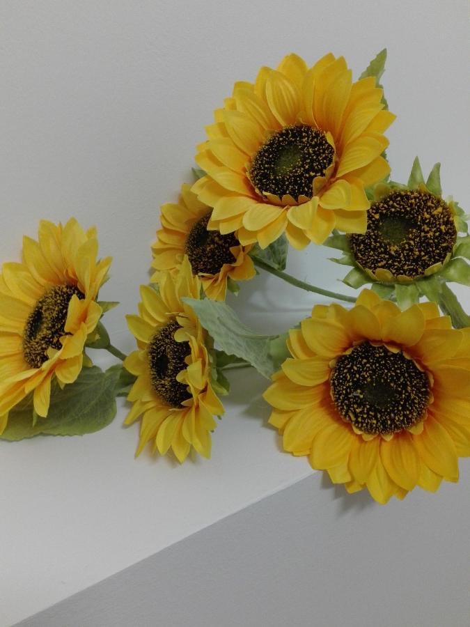 Girasole Grazioli 47 Acomodação com café da manhã Trento Exterior foto